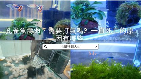 魚一直死怎麼辦|避免魚隻死亡 新手養魚須知 – 寵物百科